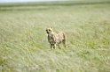 Serengeti Gepard00